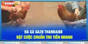 Đá gà GA28 Thanbai88 – Đặt cược chuẩn thu tiền nhanh