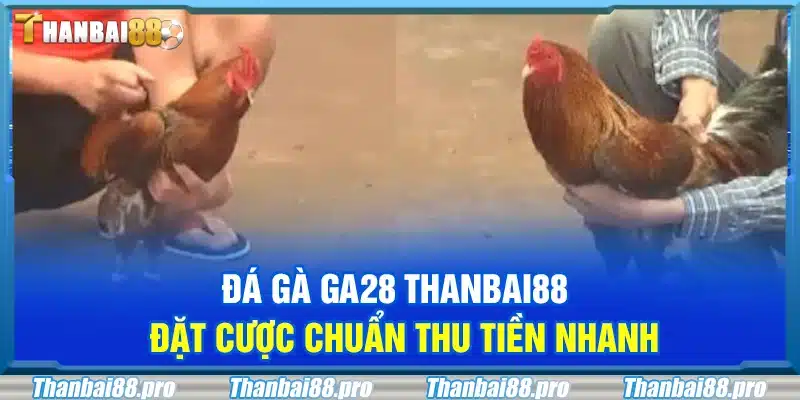 Đá gà GA28 Thanbai88 – Đặt cược chuẩn thu tiền nhanh