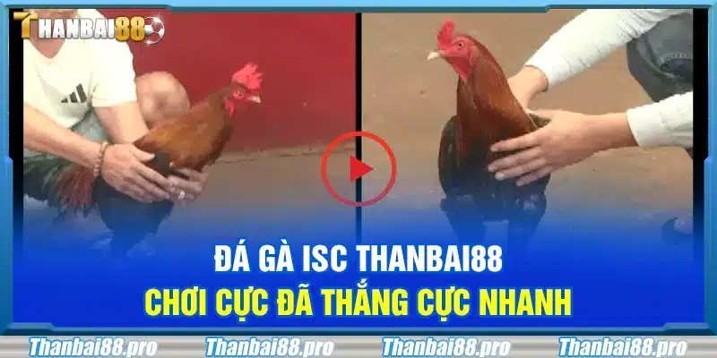 Đá gà ISC Thanbai88 – Chơi cực đã thắng cực nhanh