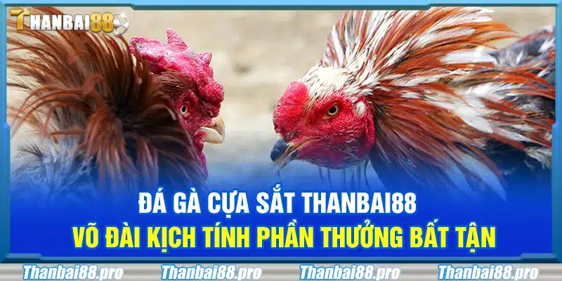 Đá gà cựa sắt Thanbai88 – Võ đài kịch tính phần thưởng bất tận