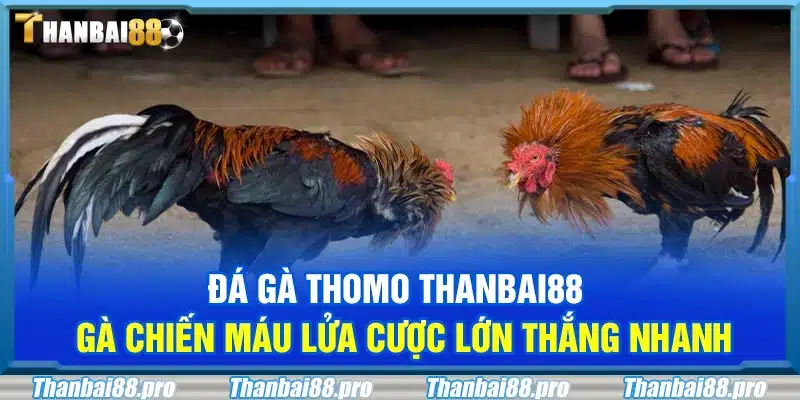 Đá gà Thomo Thanbai88 – Gà chiến máu lửa cược lớn thắng nhanh
