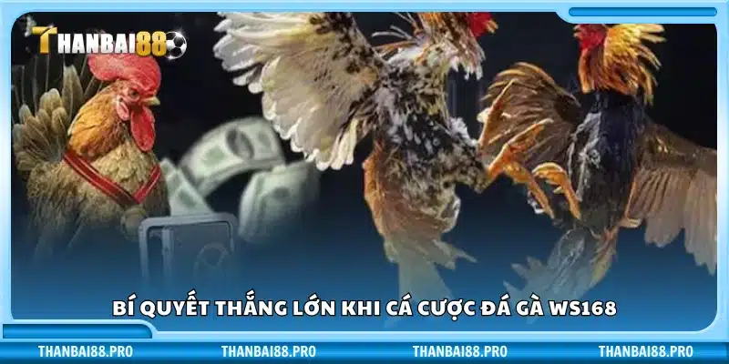 Mẹo để thắng lớn khi chơi đá gà WS168