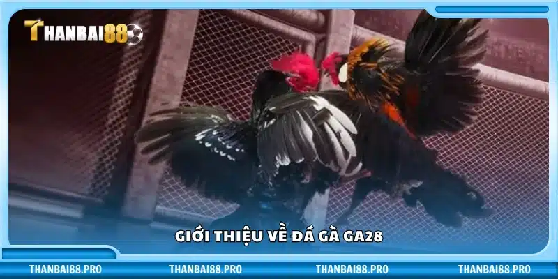 Tổng quan về đá gà GA28