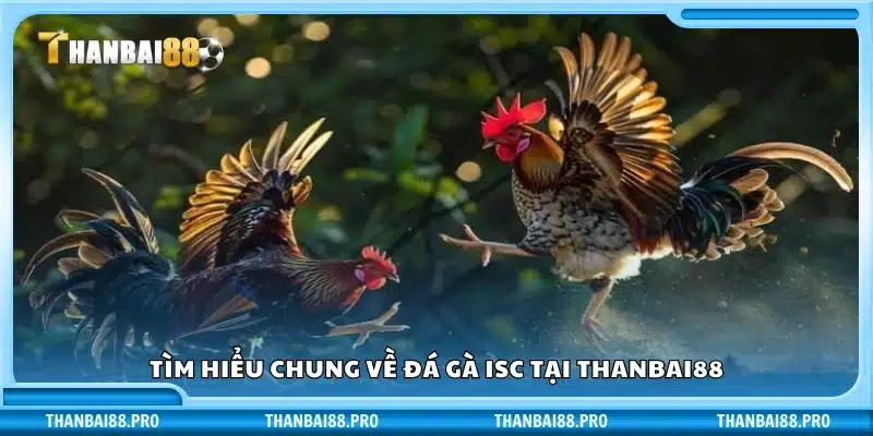Khám phá đá gà ISC tại nền tảng Thanbai88