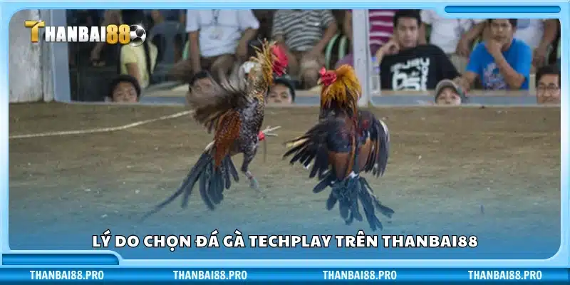 Lý do người chơi ưu tiên đá gà Techplay tại Thanbai88