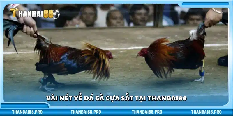 Khái quát về đá gà cựa sắt tại Thanbai88