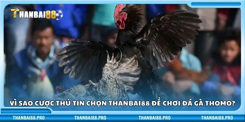 Lý do người chơi tin tưởng Thanbai88 khi cá cược đá gà Thomo