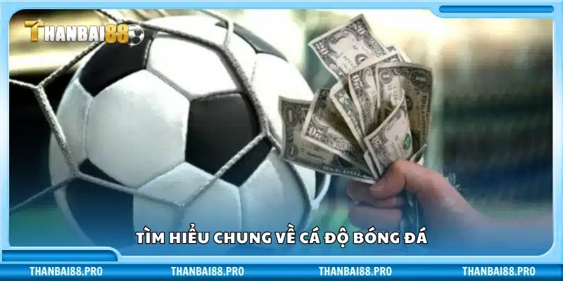 Khái quát cơ bản về cá cược bóng đá